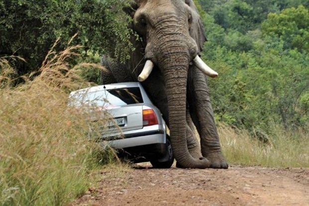 Слону не понравилась машина :: фотография 2