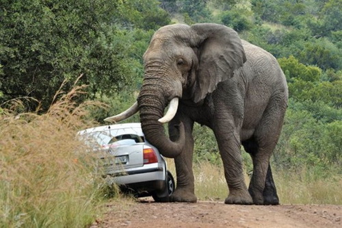 Слону не понравилась машина фото 3