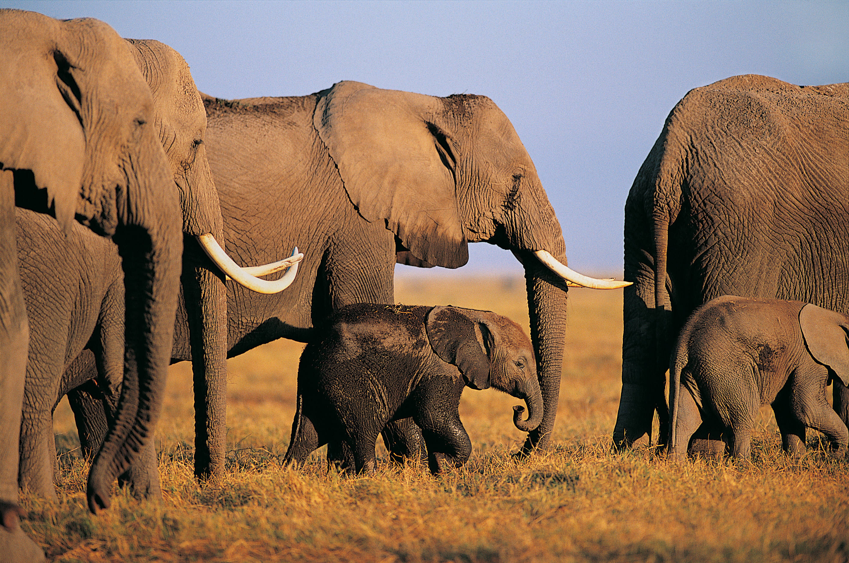 Elephants time. Слоны. Слоны на рабочий стол. Обои на рабочий стол слоны. Семья слонов.