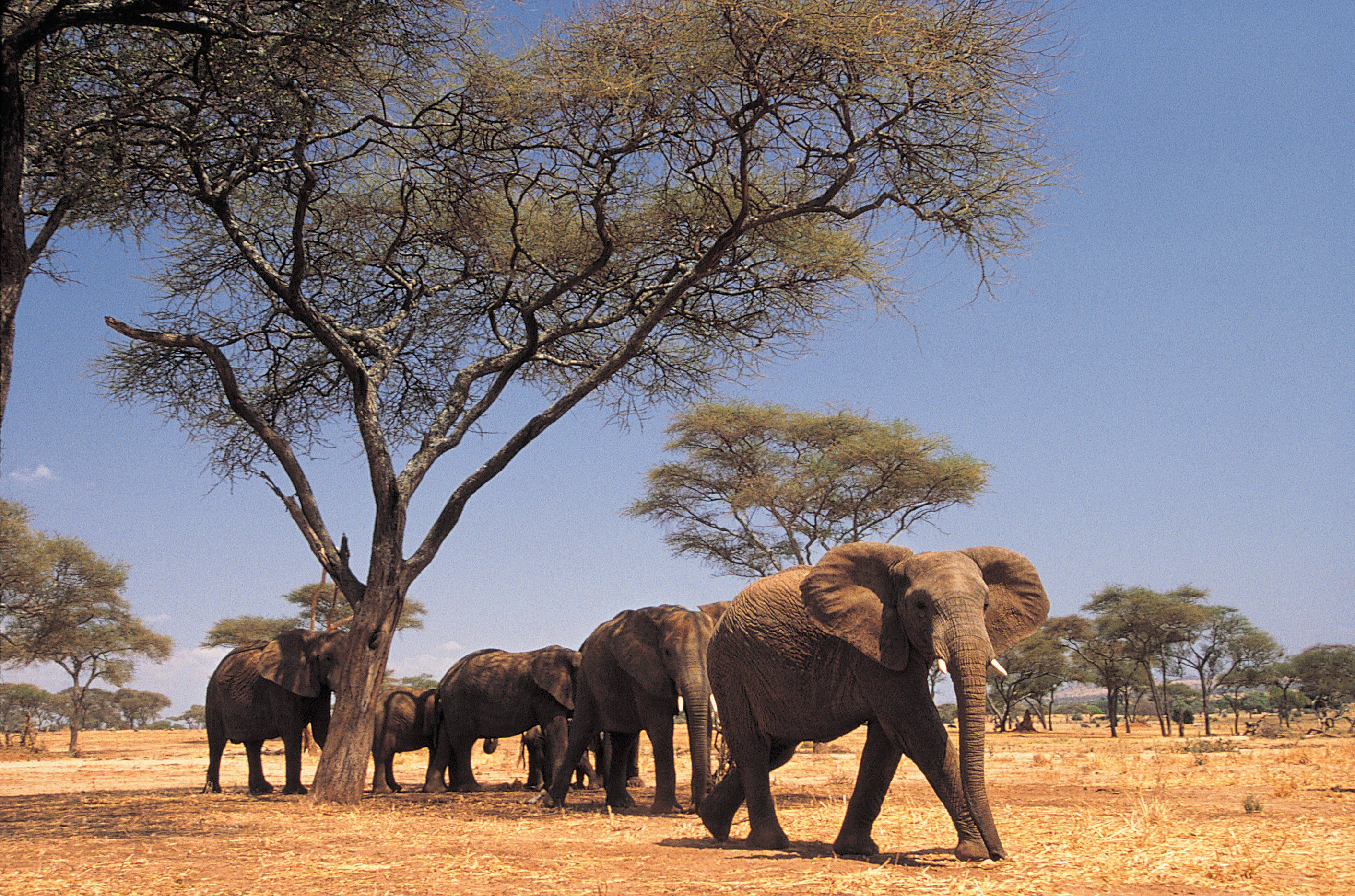Какие в редколесьях животные. Саванна Восточной Африки Савана. Всемирный день слонов 30 ноября. Саванны Индостана. Всемирный день слонов «Слоноуин» 30 ноября.