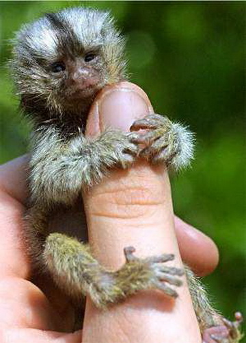 Карликовая игрунка или пальчиковая обезьяна фото 12