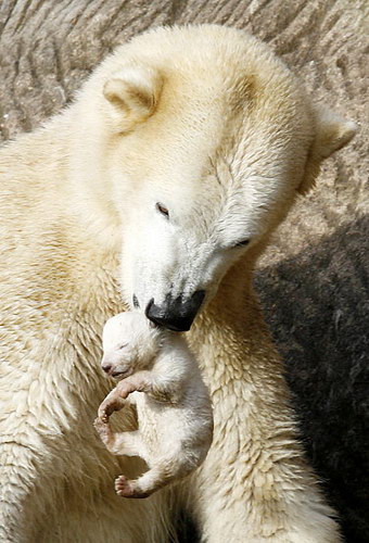 Животный мир :: Медвежонок Флоке фото 8