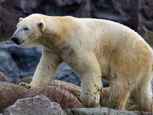 Животный мир :: Медвежонок Флоке фото 12