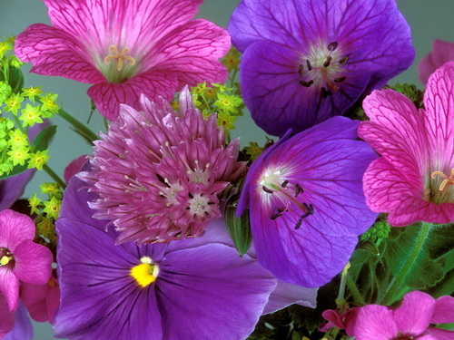 Цветы на рабочий стол фото 55