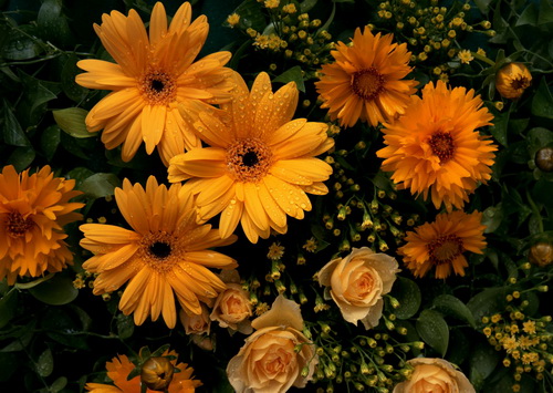 Цветы на рабочий стол фото 29