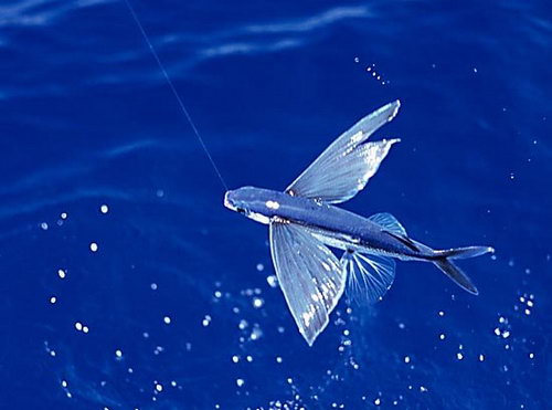 Летающая рыбка фото 7