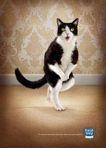 Реклама наполнителя для кошек фото 3