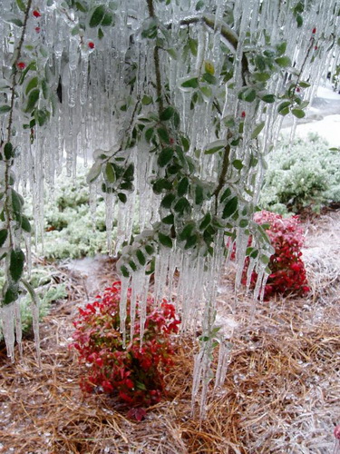Замерзшие деревья фото 2