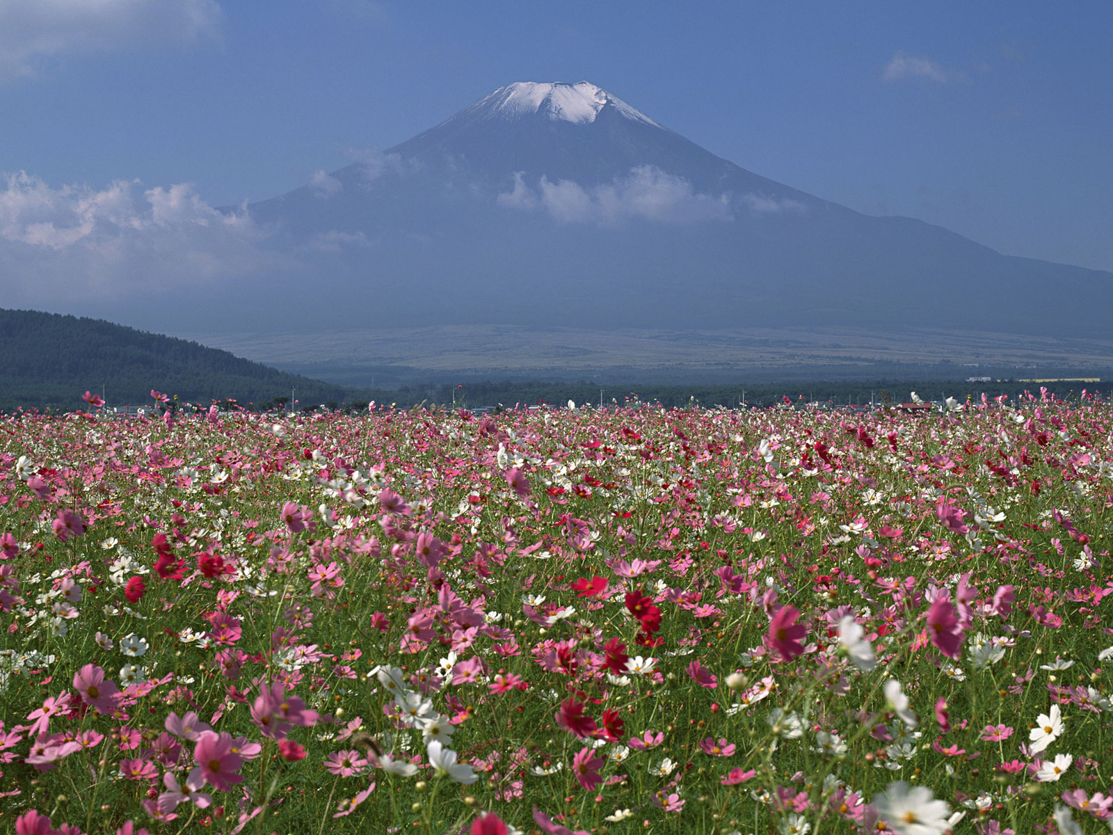 Фудзи вулкан цветок лето