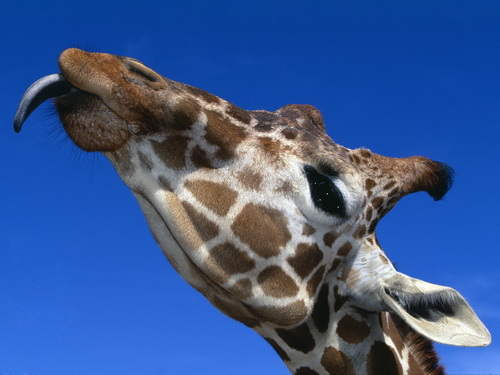 Жирафы фото 3