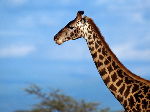 Жирафы фото 7