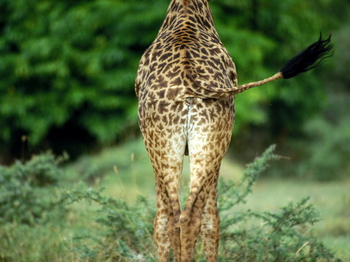 Жирафы фото 8