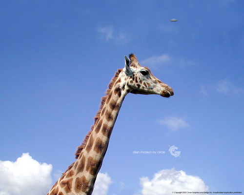Жирафы фото 10