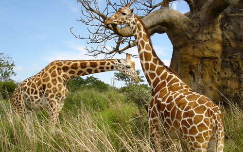Жирафы фото 15