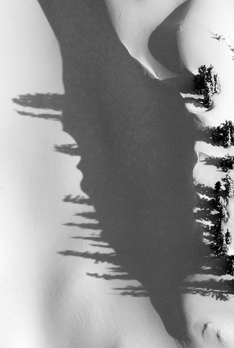 Деревья и тени фото 47