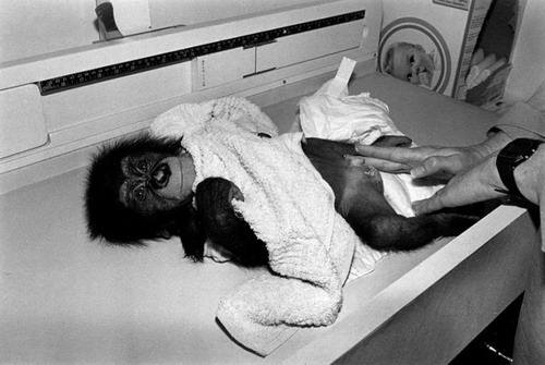 Из жизни домашних обезьян фото 5