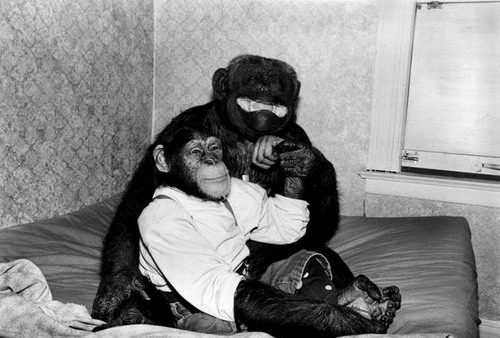 Из жизни домашних обезьян фото 7