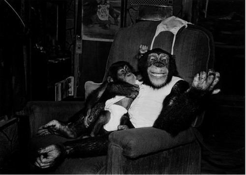 Из жизни домашних обезьян фото 10