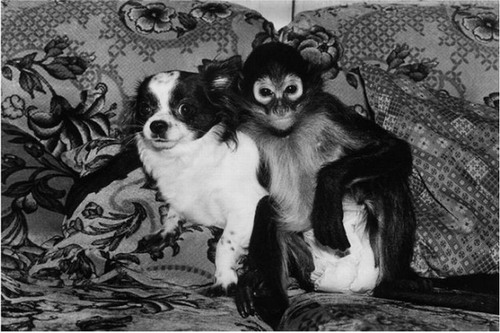Из жизни домашних обезьян фото 11