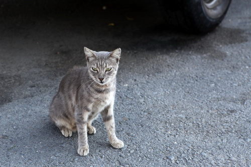 Бездомные кошки Стамбула фото 4