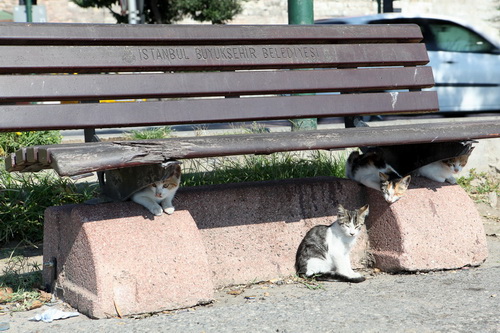 Бездомные кошки Стамбула фото 5