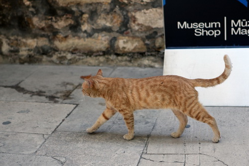 Бездомные кошки Стамбула фото 7