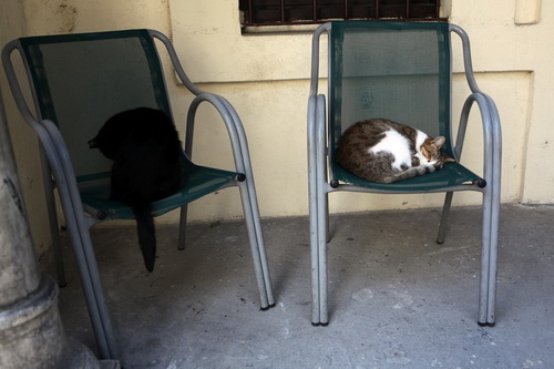 Бездомные кошки Стамбула фото 8