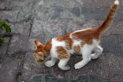 Бездомные кошки Стамбула фото 10