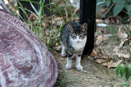 Бездомные кошки Стамбула фото 12