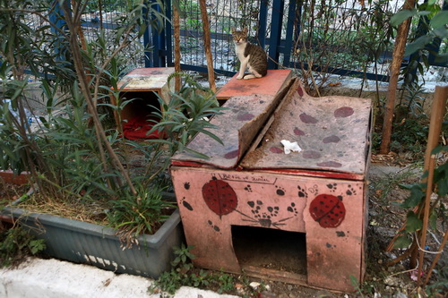 Бездомные кошки Стамбула фото 15