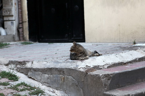 Бездомные кошки Стамбула фото 16