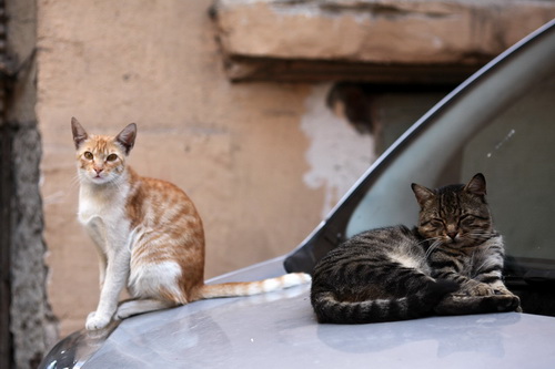Бездомные кошки Стамбула фото 26