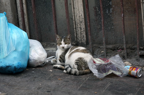 Бездомные кошки Стамбула фото 30