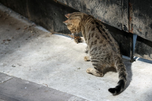 Бездомные кошки Стамбула фото 32