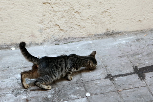 Бездомные кошки Стамбула фото 34