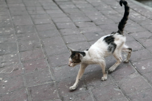 Бездомные кошки Стамбула фото 35