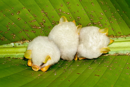 Гондурасская белая летучая мышь фото 2