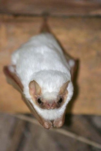 Гондурасская белая летучая мышь фото 3