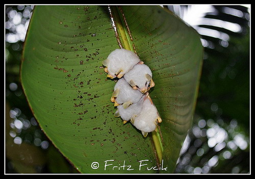 Гондурасская белая летучая мышь фото 6