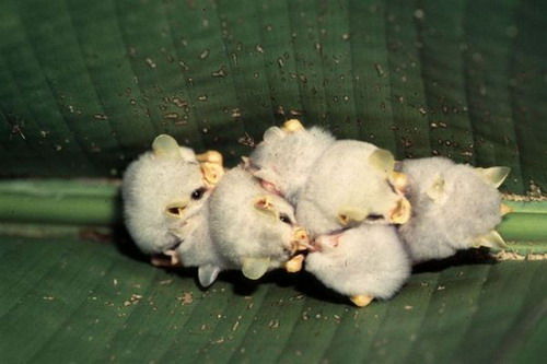 Гондурасская белая летучая мышь фото 10