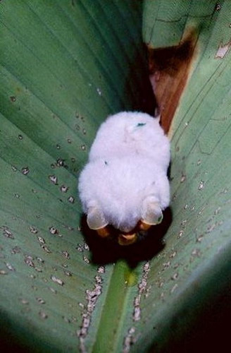 Гондурасская белая летучая мышь фото 12