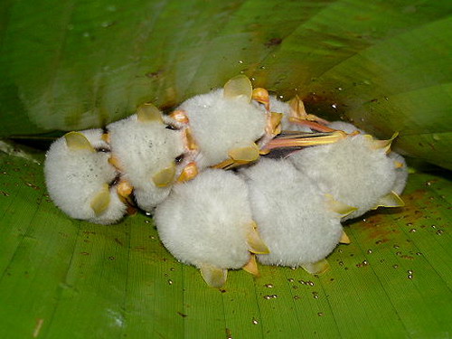 Гондурасская белая летучая мышь фото 15