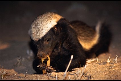 Барсук медоед (Honey Badger) :: фотография 1
