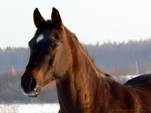 Животный мир :: Лошадки фото 3