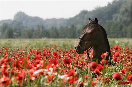 Животный мир :: Лошадки фото 7