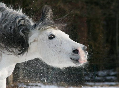 Животный мир :: Лошадки фото 11
