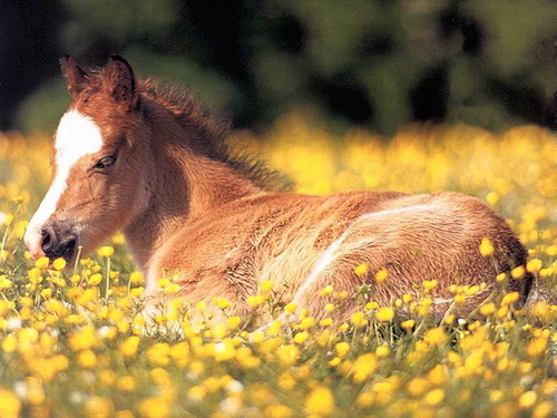 Животный мир :: Лошадки фото 13