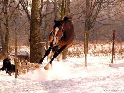 Животный мир :: Лошадки фото 16