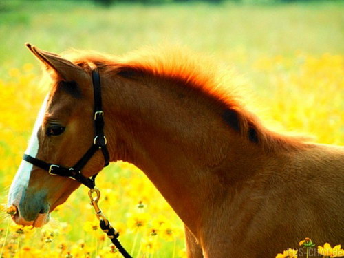Животный мир :: Лошадки фото 23