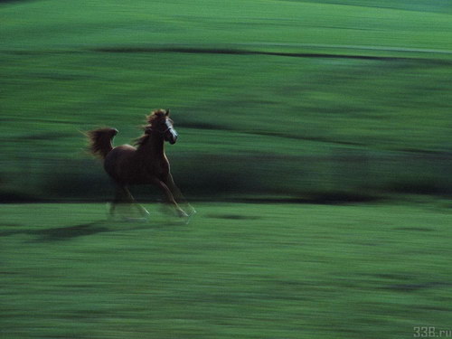 Животный мир :: Лошадки фото 25